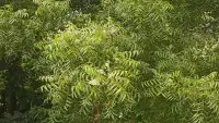 nim pata leaf.webp